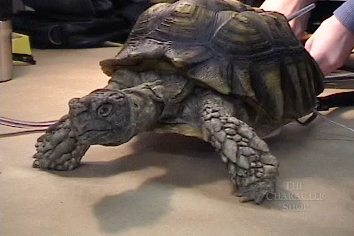 TCS Turtle Tortoise